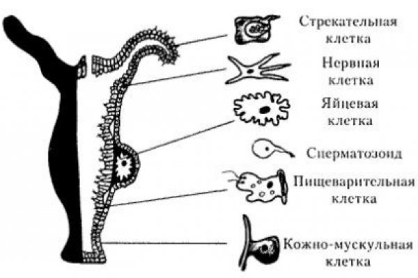 Кракен как войти через тор